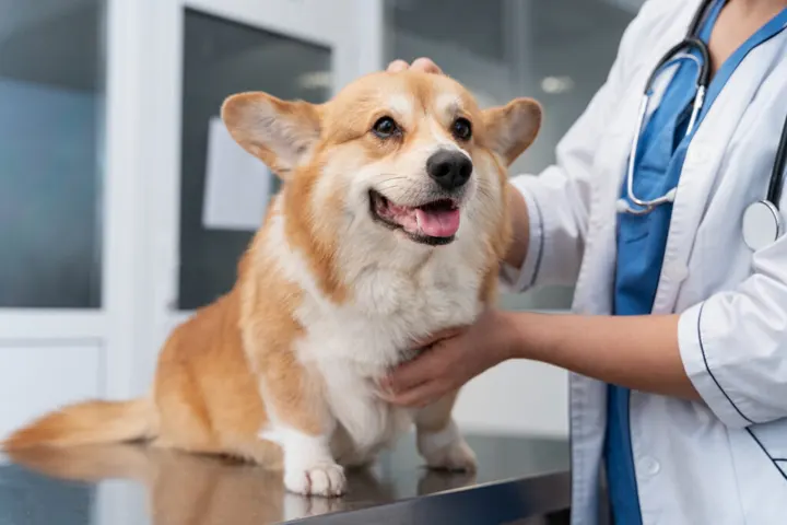 ตรวจสุขภาพสุนัขประจำปี โรงพยาบาลรักษาสัตว์