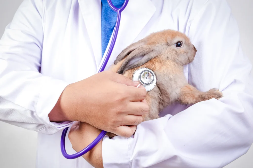 rabbit health check - โรงพยาบาลสัตว์ดารินรักษ์