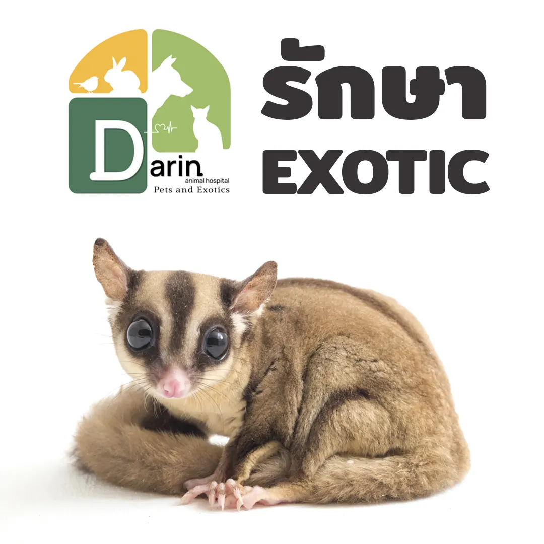 Surgery of Exotic Animals 獣医　エキゾチック Surgery of Exotic Animals 獣医 エキゾチック