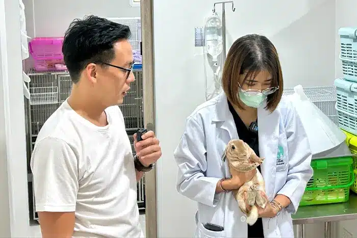 โรงพยาบาลสัตว์ ดารินรักษ์​ สัตว์เอ็กโซติคยอดนิยม กระต่าย 