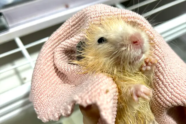 หนู hamster พักฟื้นหลังผ่าตัด รพส ดารินรักษ์