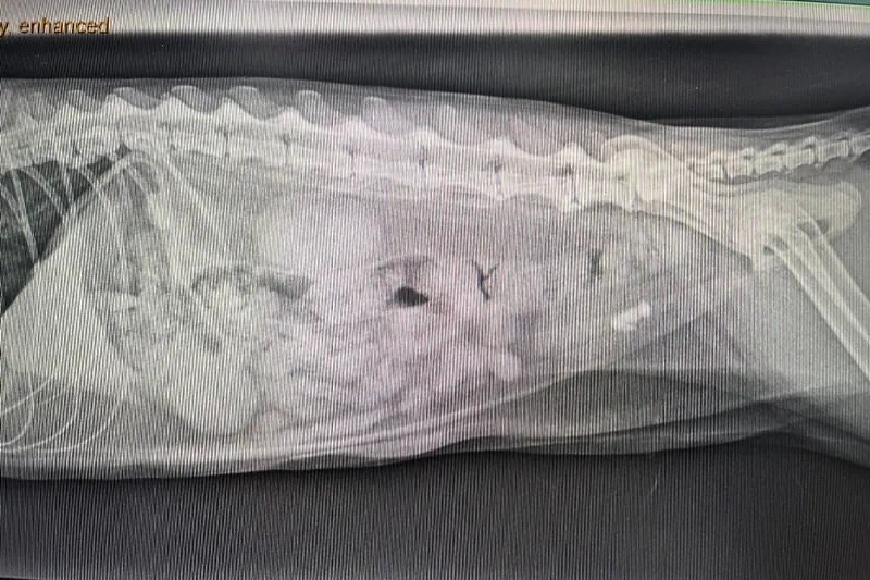 ภาพ x-ray นิ่วแมวในกระเพาะปัสสาวะ