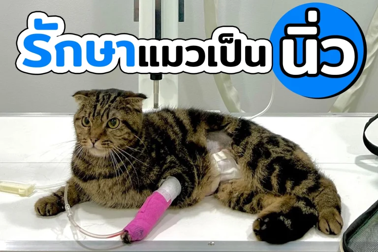 รักษาแมวเป็นนิ่ว Kidney Stone Treatment in Cats