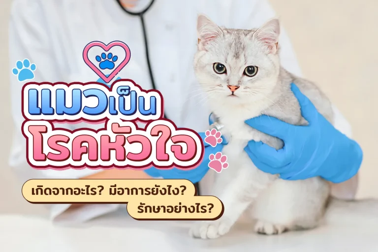 แมวเป็นโรคหัวใจ เกิดจากอะไร? มีอาการยังไง? รักษาอย่างไร?