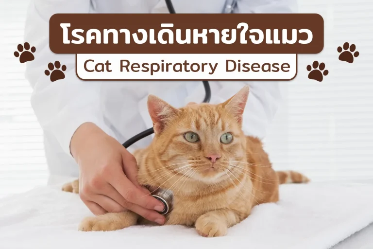 รักษาโรคทางเดินหายใจแมว