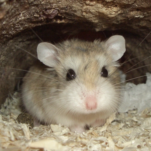 desert hamster