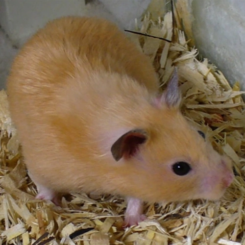 Syrian Hamster (Teddy Bear)