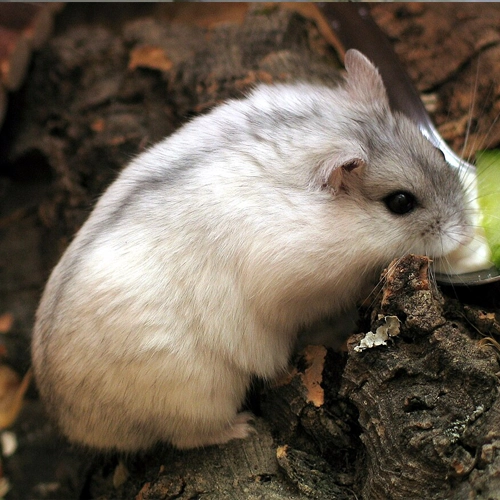 Hungarian hamster