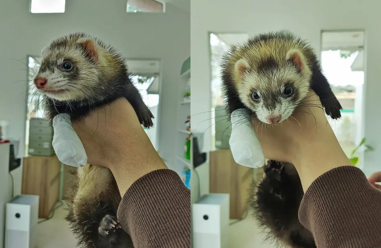 รักษา ferret ป่วย ไม่สบาย