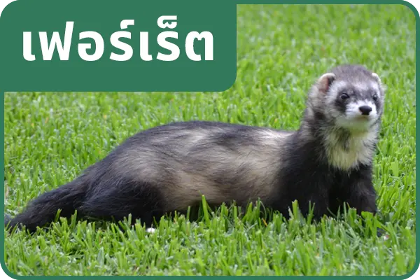 รพส. รักษาเฟอร์เร็ต