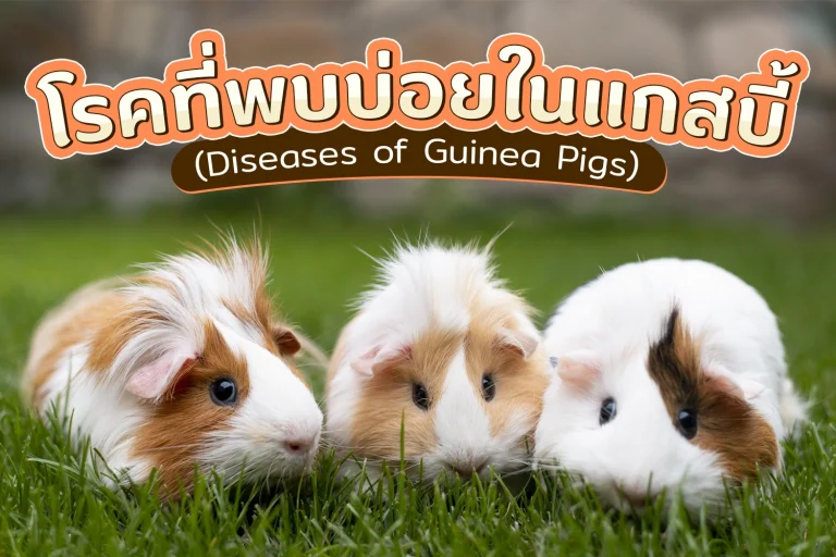 โรคที่พบบ่อยในแกสบี้