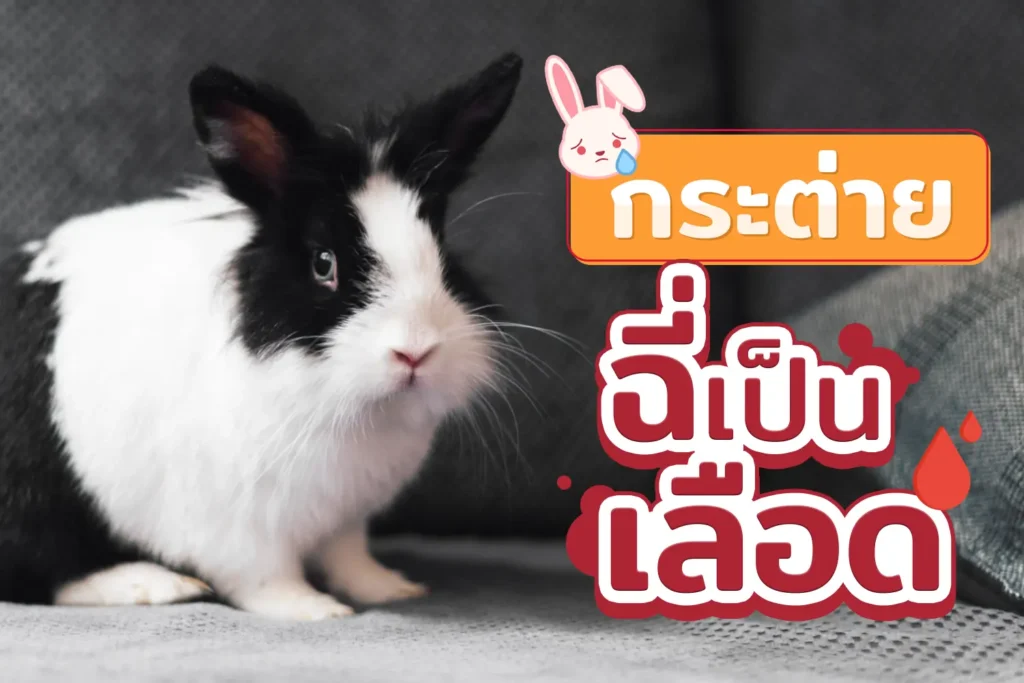 กระต่ายปัสสาวะเป็นเลือด