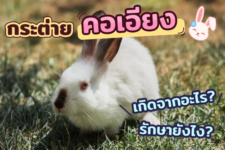 กระต่ายคอเอียง สาเหตุ วิธีรักษา