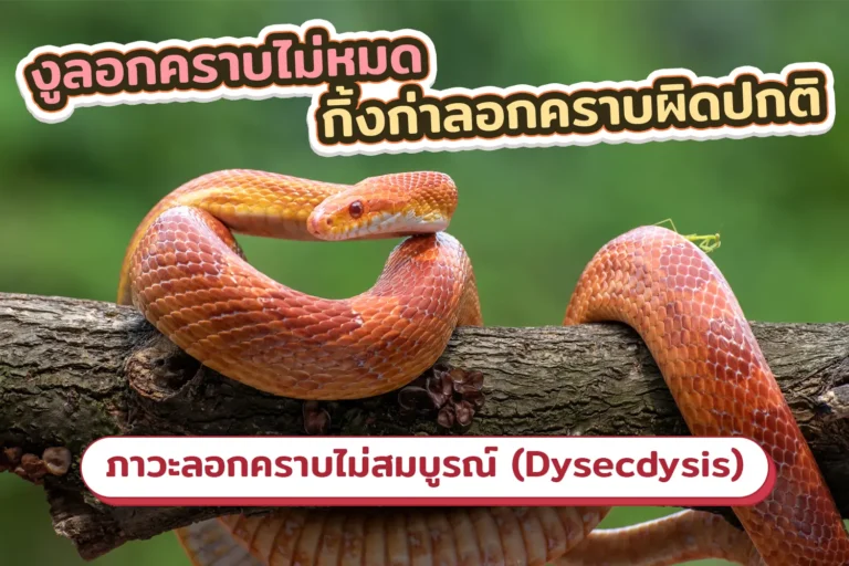ภาวะ Dysecdysis ลอกคราบไม่หมด