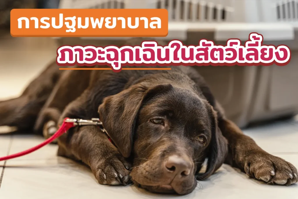 การปฐมพยาบาล ภาวะฉุกเฉินในสัตว์เลี้ยง