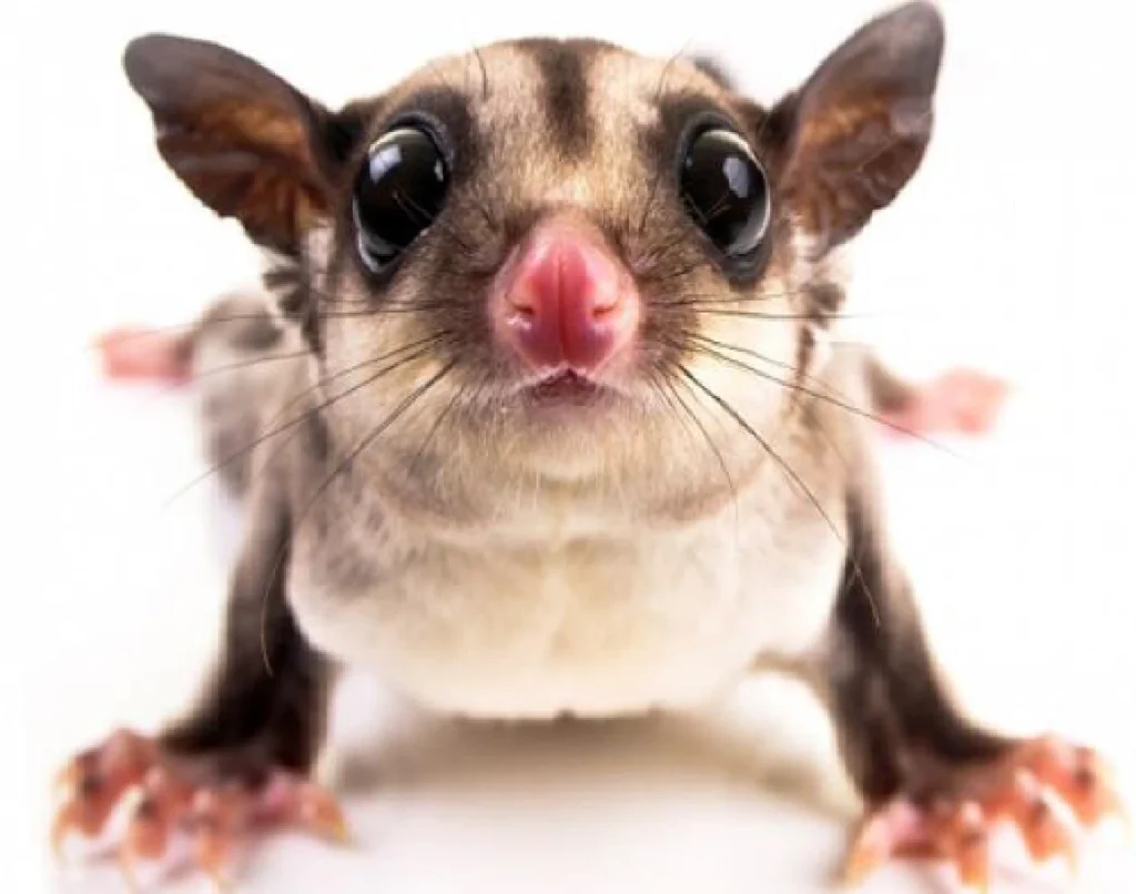 sugar glider ถ่ายเหลว