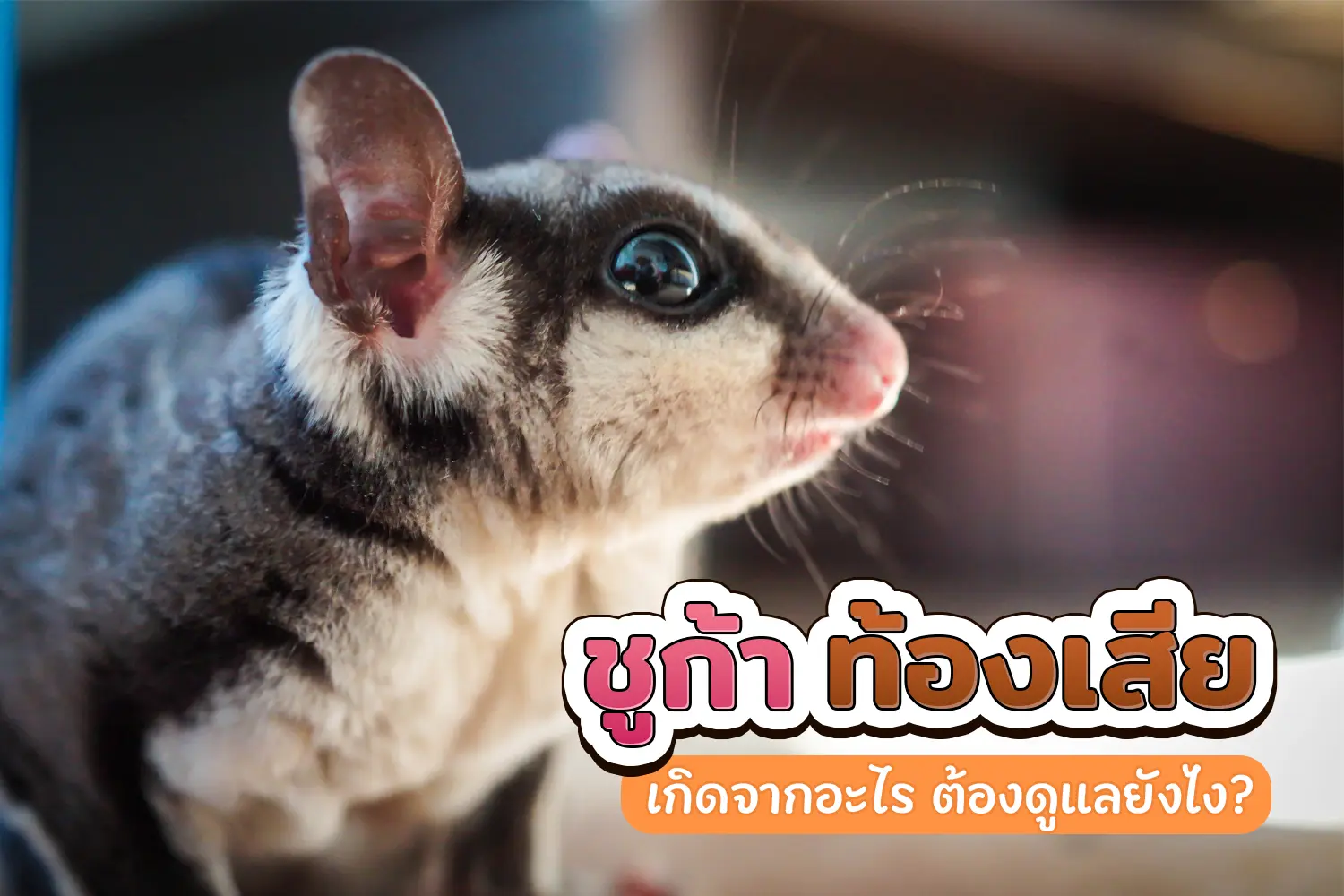 วิธีรักษา ชูก้าท้องเสีย