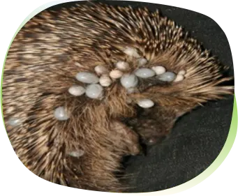 ปรสิตในเม่นแคระ