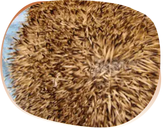 เชื้อรา สาเหตุโรคผิวหนัง