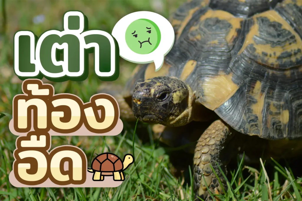 เต่าท้องอืด เต่าบวมแก๊ส