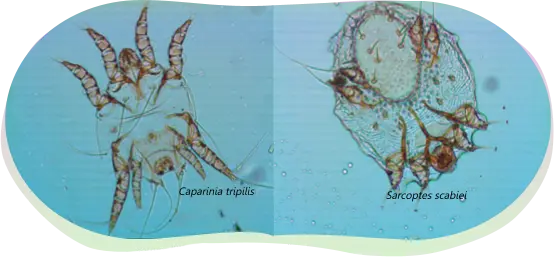 ไรขี้เรื่อน