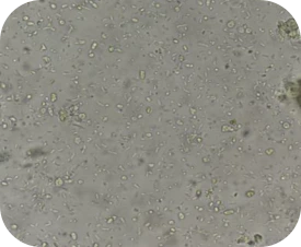 แบคทีเรียแบบกลม (Cocci)