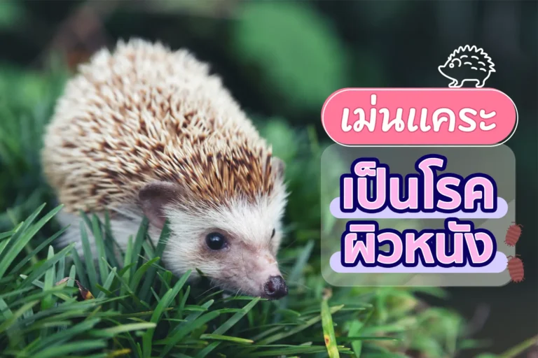 เม่นแคระเป็นโรคผิวหนัง สาเหตุ อาการ การรักษา ป้องกัน