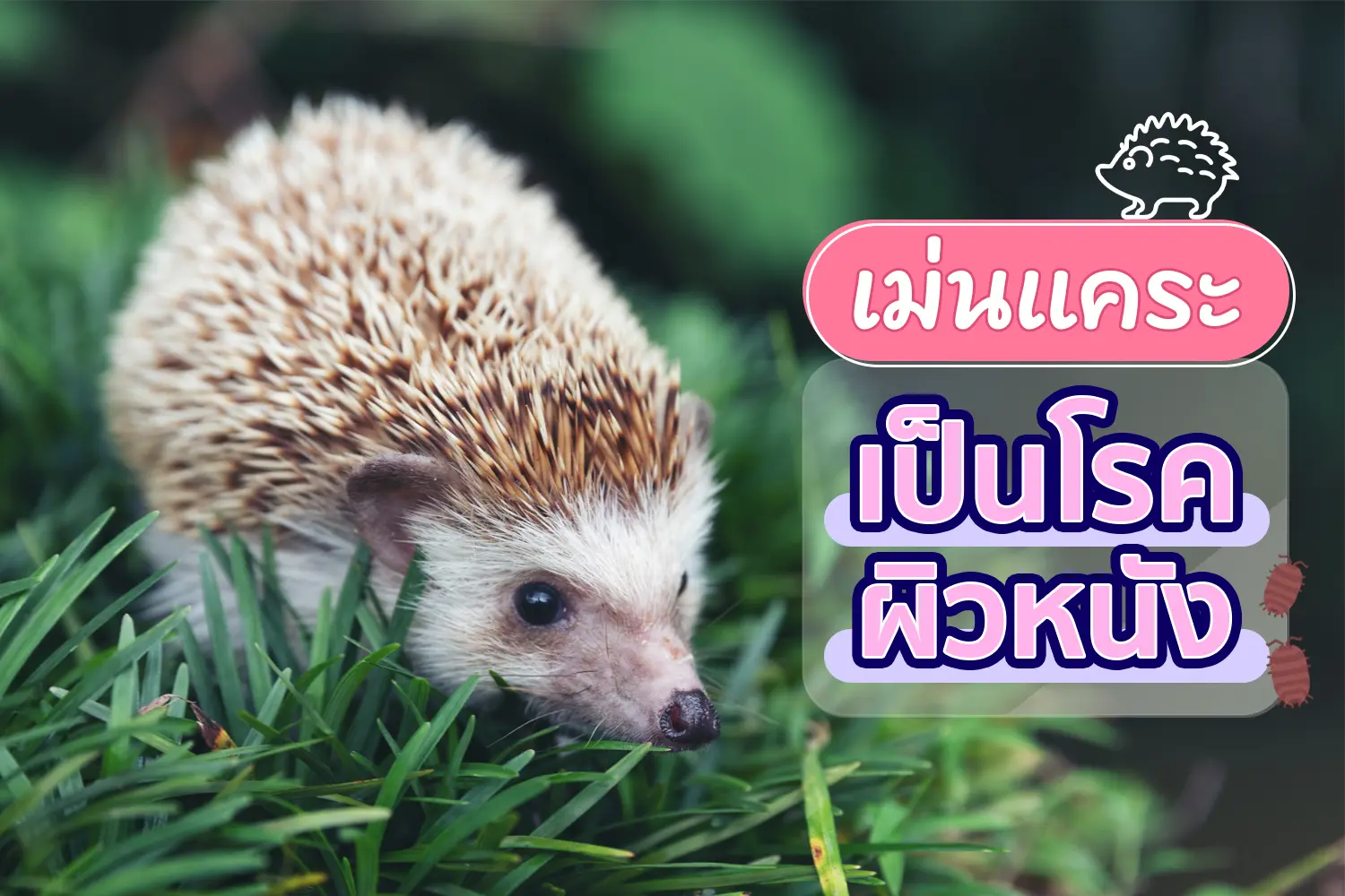 เม่นแคระเป็นโรคผิวหนัง สาเหตุ อาการ การรักษา ป้องกัน